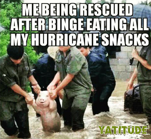 pig being rescued meme - Me Being Rescued After Binge Eating All My Hurricane Snacks Yatitude