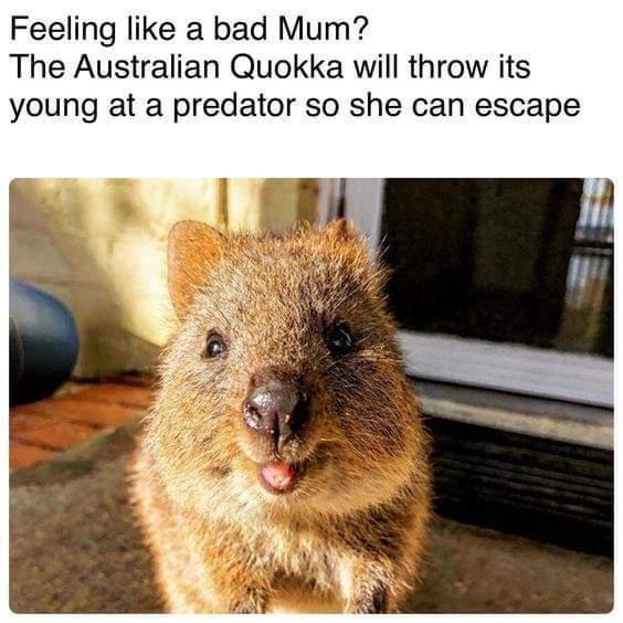 quokkas throw babies at predator meme - Feeling a bad Mum? The Australian Quokka will throw its young at a predator so she can escape