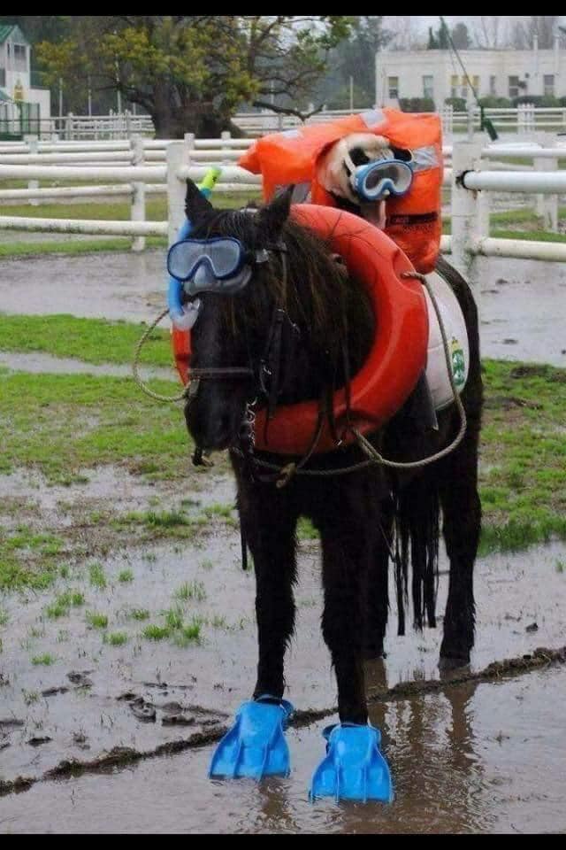 horse in scuba gear