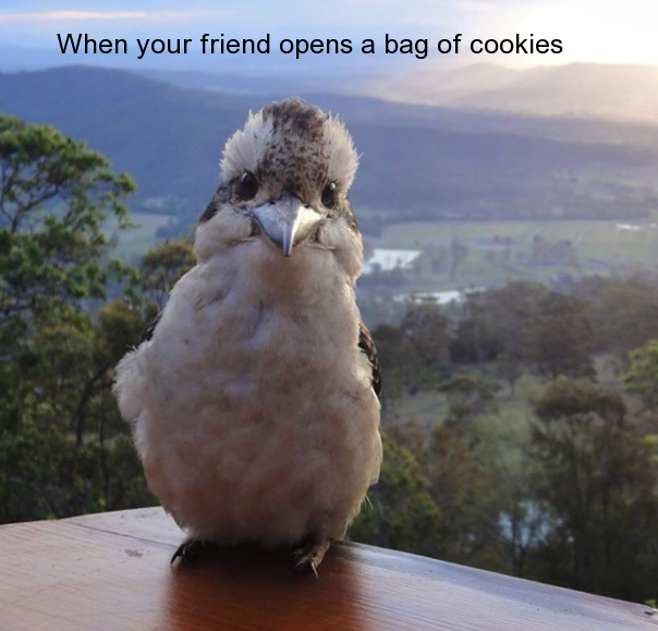 happy kookaburra - When your friend opens a bag of cookies