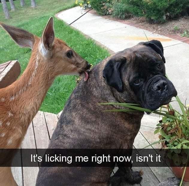 funny animal snapchats - It's licking me right now, isn't it