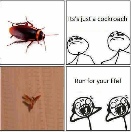 flying cockroach meme - Its's just a cockroach Run for your life!