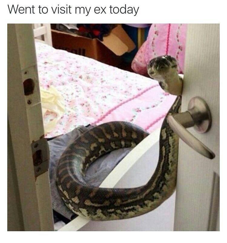 snakes in bedroom - Went to visit my ex today