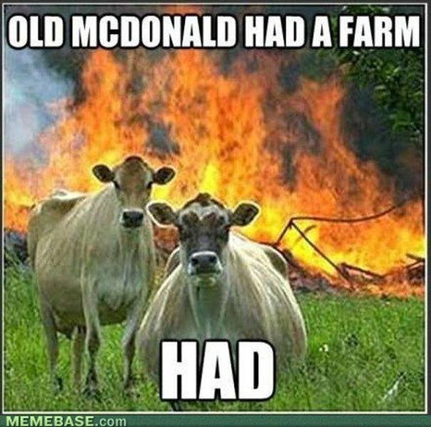 cow meme - Old Mcdonald Had A Farm Had Memebase.com