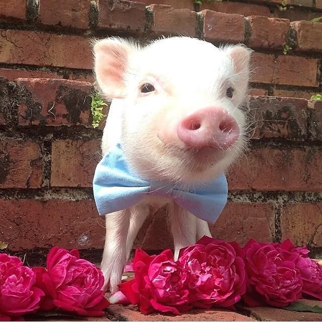 pig with bow tie