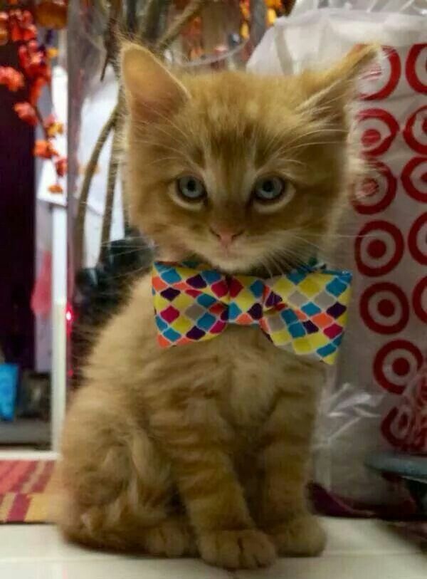 kitten wearing bow tie - Dg Oo