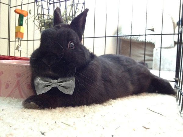 bunnies in bow ties