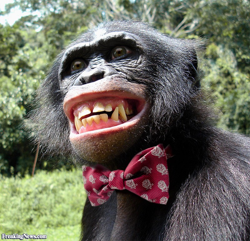 bonobo teeth - Freaking News.com