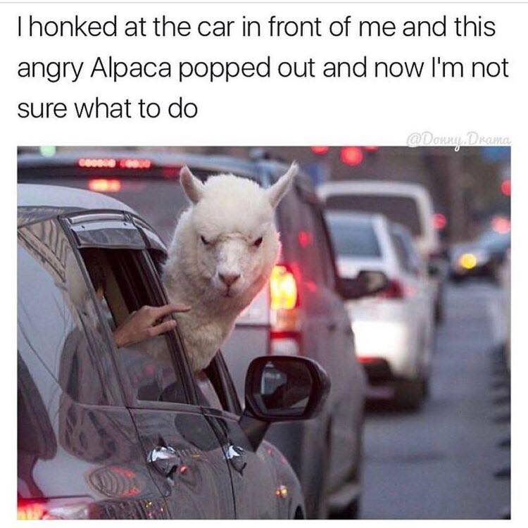 alpaca memes - Thonked at the car in front of me and this angry Alpaca popped out and now I'm not sure what to do Domy Diana Coco