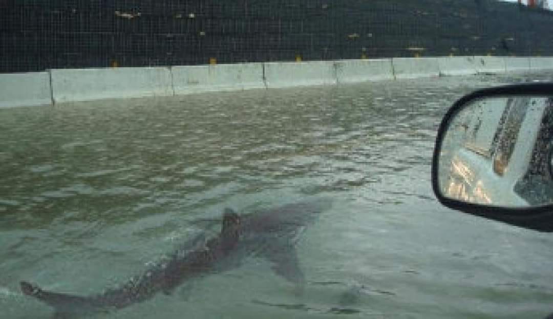 sharks in hurricane florence