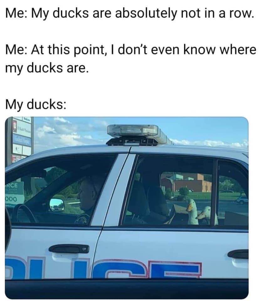 vehicle door - Me My ducks are absolutely not in a row. Me At this point, I don't even know where my ducks are. My ducks Rce boo