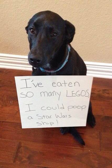 bad dog mem - I've eaten so many Legos I could poop a Star Wars ship !