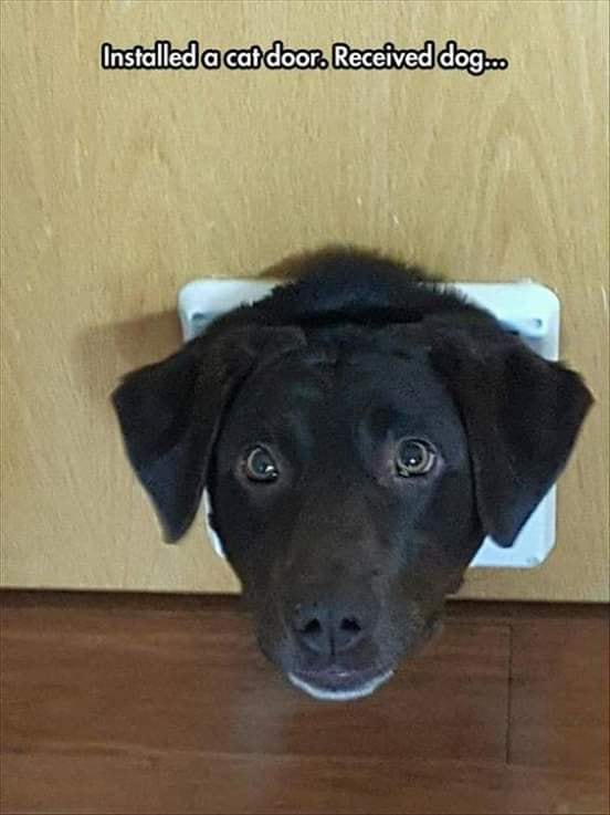 may i talk to you about our lord and savior - Installed a cat door. Received dog...