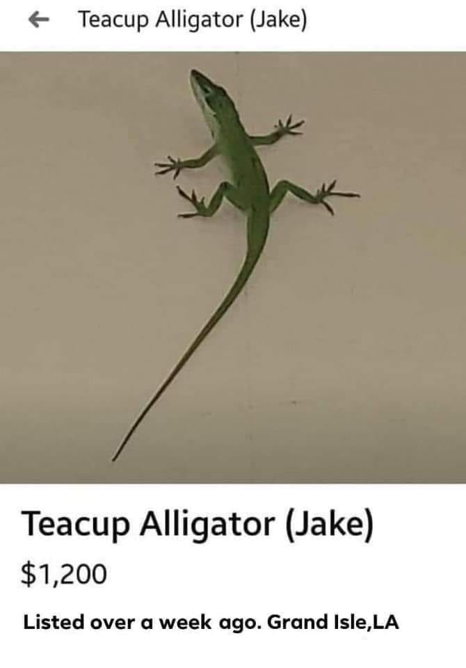 fauna - Teacup Alligator Jake Teacup Alligator Jake $1,200 Listed over a week ago. Grand Isle, La