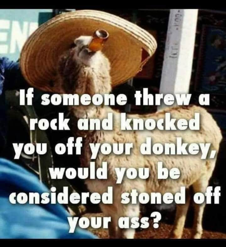 photo caption - Ev If someone threw a rock and knocked you off your donkey, would you be considered stoned off your ass?