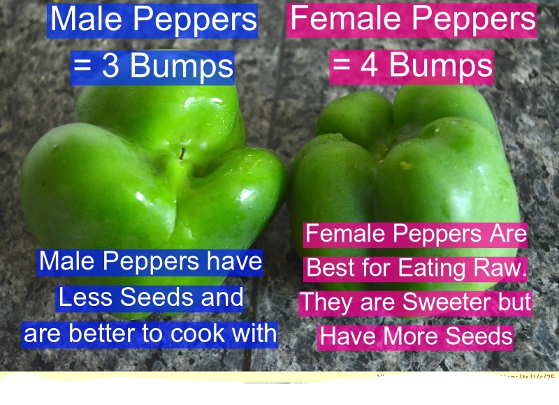 male vs female peppers - Male Peppers Female Peppers 3 Bumps 4 Bumps Male Peppers have Less Seeds and are better to cook with Female Peppers Are Best for Eating Raw. They are Sweeter but Have More Seeds trlile