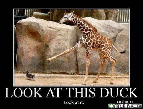 look at this duck giraffe - Look At This Duck Look at it. Posted At theCHIVE.com