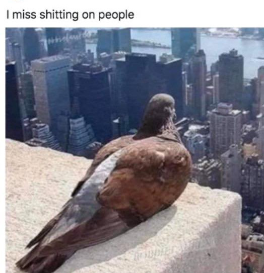 new york city - I miss shitting on people