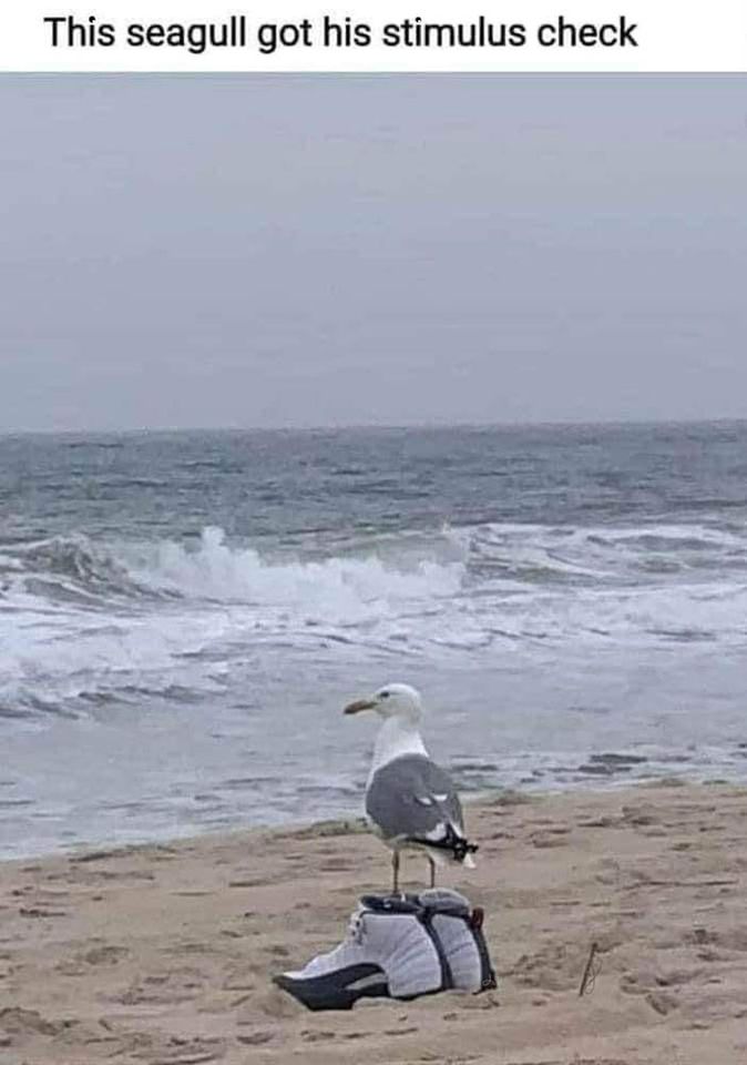 seagull in basketball shoes - This seagull got his stimulus check