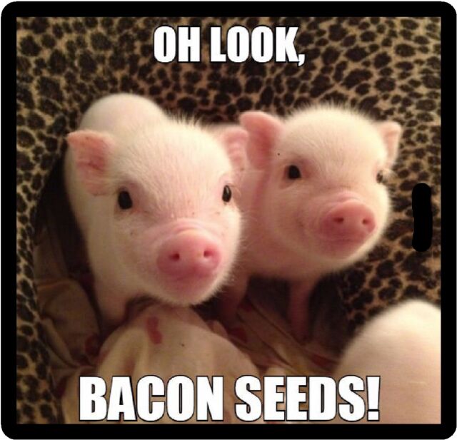 funny pig - Oh Look, Bacon Seeds!