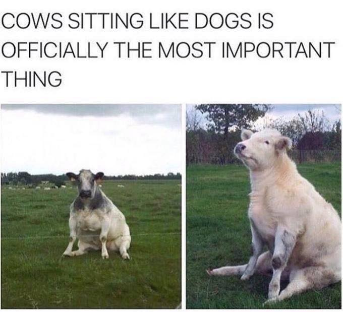 cow sitting like dog - Cows Sitting Dogs Is Officially The Most Important Thing
