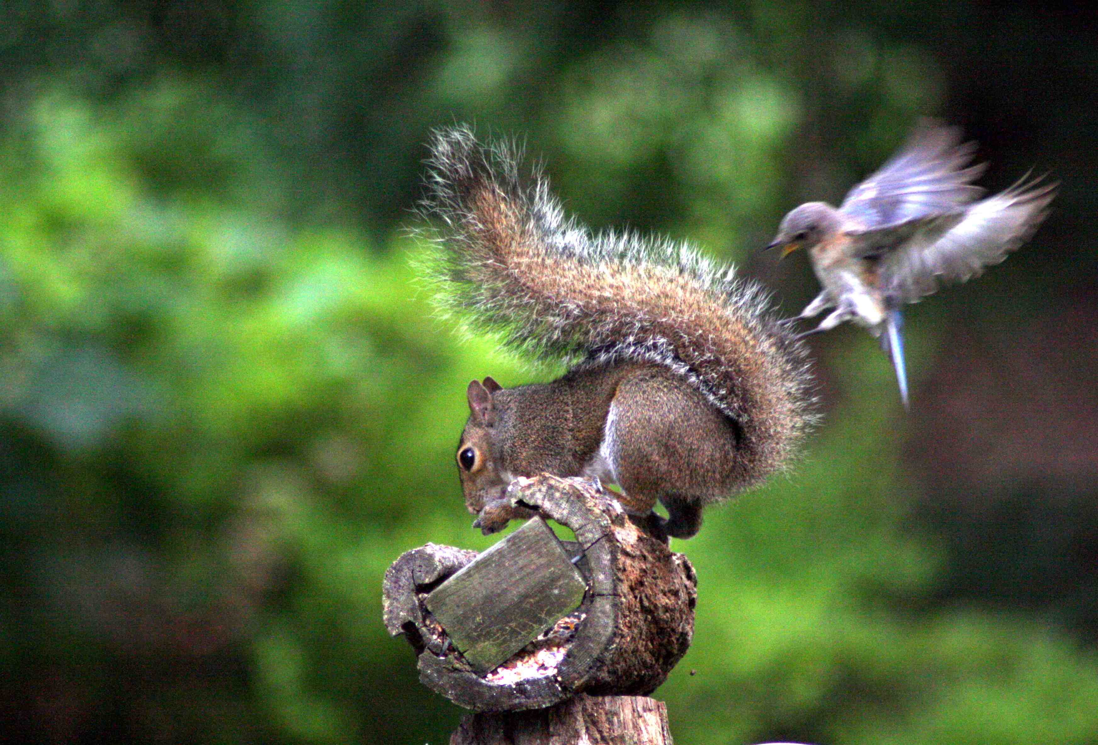 squirrels attacking birds