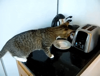 cat toaster gif