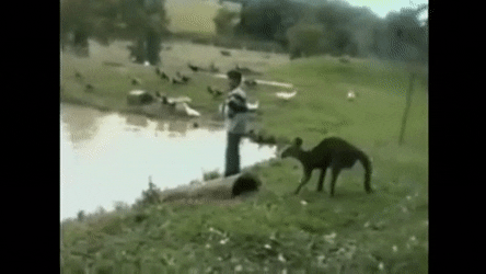 kangaroo kicking lake gif