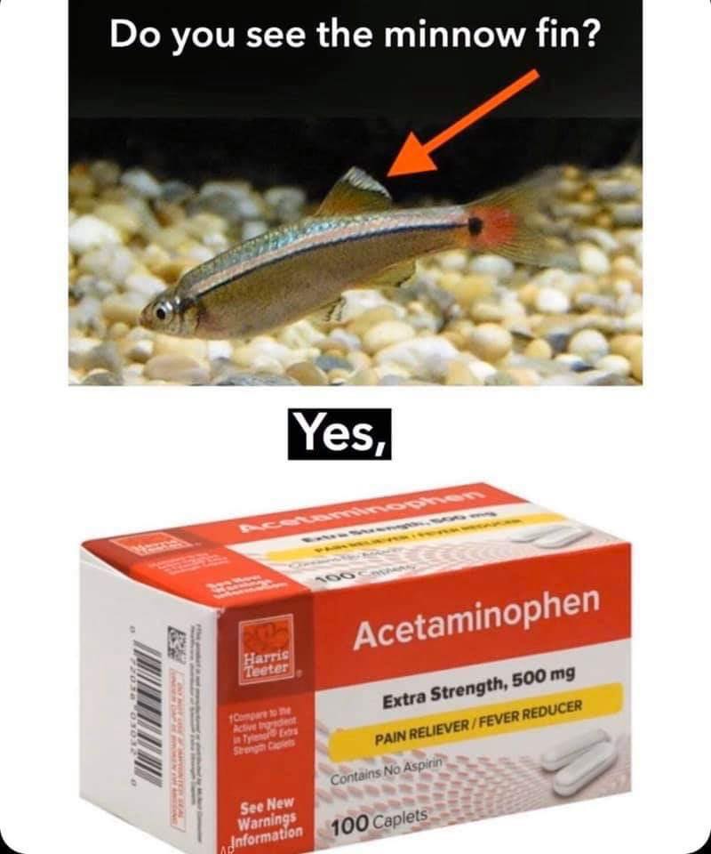 acetaminophen meme minnow fin - Do you see the minnow fin? Yes, Acetaminophen Harris Teeter Ber Compare Active Indir Extra Strength, 500 mg Pain Reliever Fever Reducer Contains No Aspirin See New Warnings 100 Caplets Information