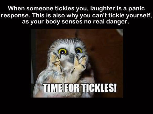 owl time for tickles - When someone tickles you, laughter is a panic response. This is also why you can't tickle yourself, as your body senses no real danger. Time For Tickles!