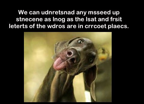 fluffy weimaraner memes - We can udnretsnad any msseed up stnecene as Inog as the Isat and frsit leterts of the wdros are in crrcoet plaecs.