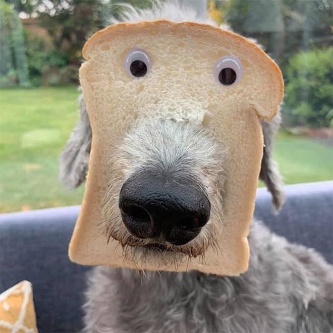 dogs in bread