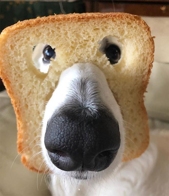 dogs with bread masks