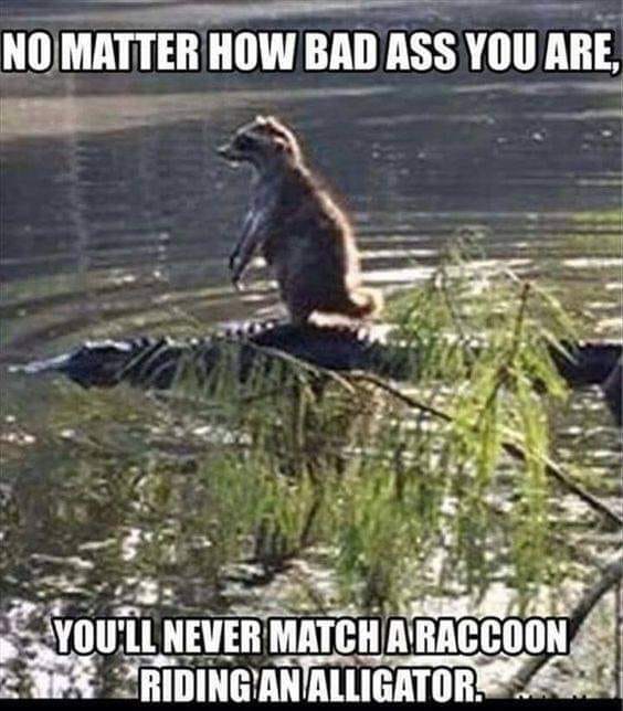 raccoon rides alligator - No Matter How Bad Ass You Are, You'Ll Never Match A Raccoon Sa Riding An Alligator.
