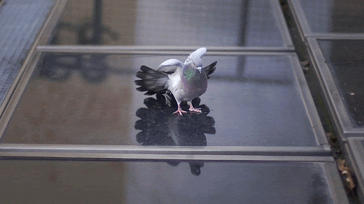 pigeon gif