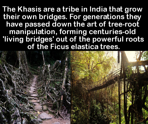 did you know facts about india - The Khasis are a tribe in India that grow their own bridges. For generations they have passed down the art of treeroot manipulation, forming centuriesold "living bridges' out of the powerful roots of the Ficus elastica tre