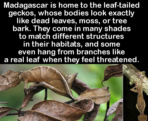 trivia facts about animals - Madagascar is home to the leaftailed geckos, whose bodies look exactly dead leaves, moss, or tree bark. They come in many shades to match different structures in their habitats, and some even hang from branches a real leaf whe