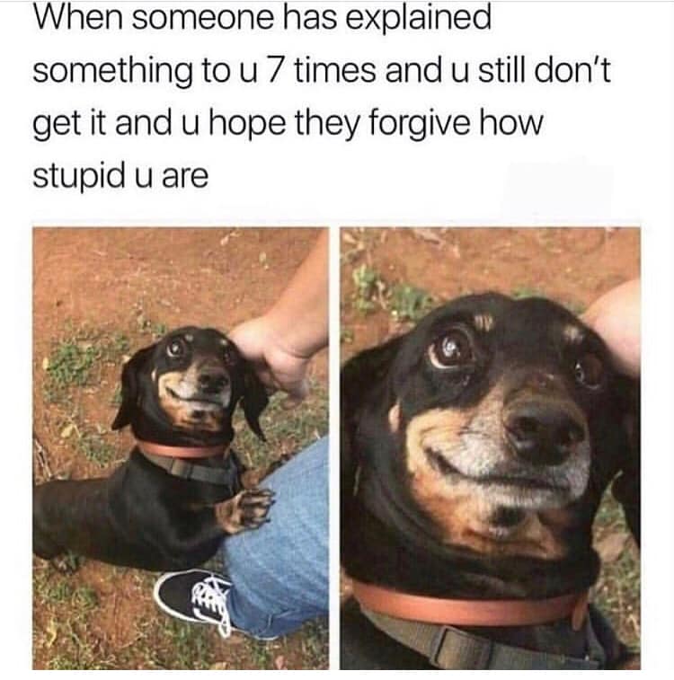 stupid dog meme - When someone has explained something to u 7 times and u still don't get it and u hope they forgive how stupid u are