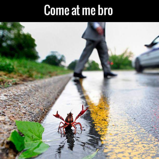 come at me bro lobster - Come at me bro