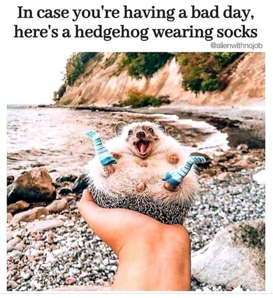 happy hedgehog - In case you're having a bad day, here's a hedgehog wearing socks