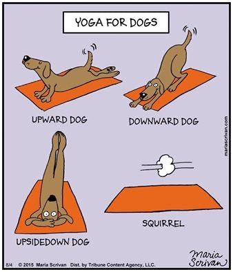 yoga meme dog - Yoga For Dogs Upward Dog Downward Dog mariascrivan.com Squirrel Upsidedown Dog Maria Scrivan B14 2015 Maria Scrivan Dist by Tribune Content Agency, Llc.