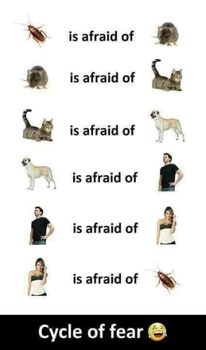 cycle of fear - is afraid of is afraid of is afraid of is afraid of is afraid of is afraid of Cycle of fear @