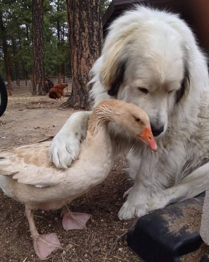 dog and goose