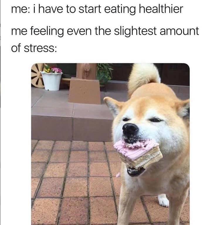 dog eating cake stress meme - me i have to start eating healthier me feeling even the slightest amount of stress