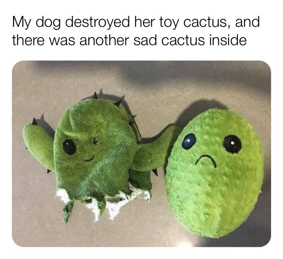 heartwarming memes - My dog destroyed her toy cactus, and there was another sad cactus inside