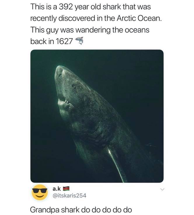 Ocean - This is a 392 year old shark that was recently discovered in the Arctic Ocean. This guy was wandering the oceans back in 1627 a.k Grandpa shark do do do do do