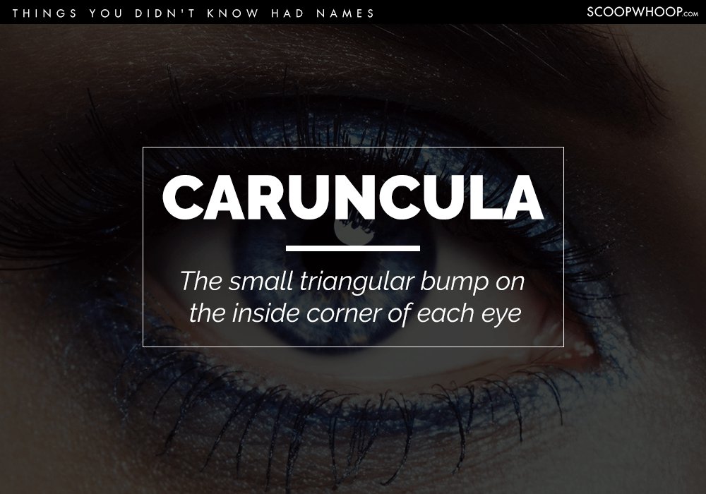 eyelash - Things You Didn'T Know Had Names Scoopwhoop.Com Caruncula The small triangular bump on the inside corner of each eye