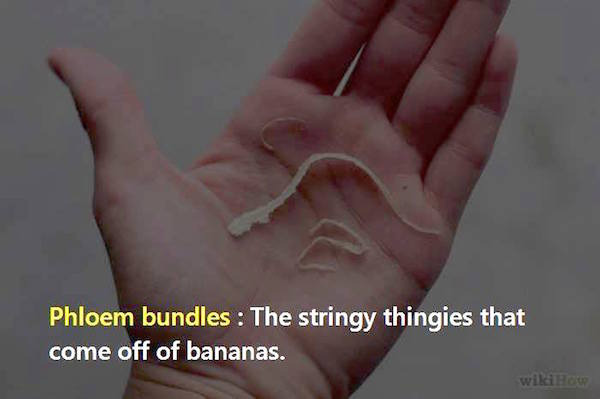 Phloem bundles The stringy thingies that come off of bananas. wikiHow