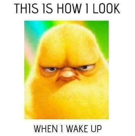 funny meme - This Is How I Look When I Wake Up