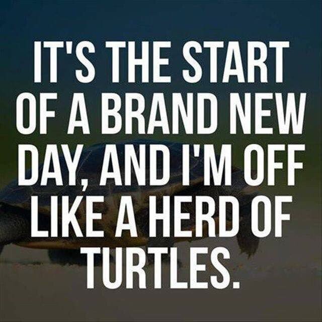 funny meme - It'S The Start Of A Brand New Day, And I'M Off like A Herd Of Turtles.